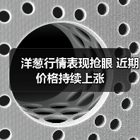 洋葱行情表现抢眼 近期价格持续上涨(图3) 洋葱行情表现抢眼 近期价格持续上涨(图3)