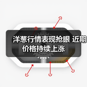 洋葱行情表现抢眼 近期价格持续上涨(图4) 洋葱行情表现抢眼 近期价格持续上涨(图4)