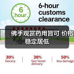 佛手观赏药用皆可 价格稳定居低(图2) 佛手观赏药用皆可 价格稳定居低(图2)
