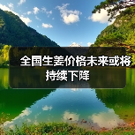 全国生姜价格未来或将持续下降(图4) 全国生姜价格未来或将持续下降(图4)