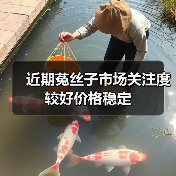 近期菟丝子市场关注度较好价格稳定(图3) 近期菟丝子市场关注度较好价格稳定(图3)