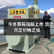 今冬草莓提前上市 货源充足价格走低(图2) 今冬草莓提前上市 货源充足价格走低(图2)