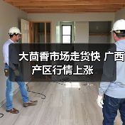 大茴香市场走货快 广西产区行情上涨(图3) 大茴香市场走货快 广西产区行情上涨(图3)