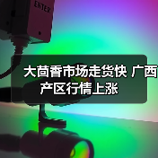 大茴香市场走货快 广西产区行情上涨(图4) 大茴香市场走货快 广西产区行情上涨(图4)
