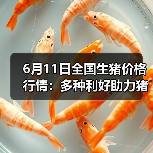 6月11日全国生猪价格行情:多种利好助力猪价...(图3) 6月11日全国生猪价格行情:多种利好助力猪价...(图3)