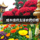 成本线将支撑农药价格(图2) 成本线将支撑农药价格(图2)
