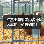 红富士苹果国内多地进入尾期,价格如何?(图3) 红富士苹果国内多地进入尾期,价格如何?(图3)