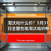 淘汰鸡什么价?5月31日全国各地淘汰鸡价格汇...(图1) 淘汰鸡什么价?5月31日全国各地淘汰鸡价格汇...(图1)