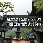 淘汰鸡什么价?5月31日全国各地淘汰鸡价格汇...(图2) 淘汰鸡什么价?5月31日全国各地淘汰鸡价格汇...(图2)