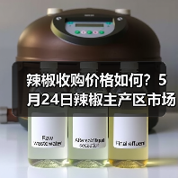 辣椒收购价格如何?5月24日辣椒主产区市场收...(图1) 辣椒收购价格如何?5月24日辣椒主产区市场收...(图1)