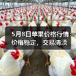 5月8日苹果价格行情:价格稳定,交易清淡(图2) 5月8日苹果价格行情:价格稳定,交易清淡(图2)