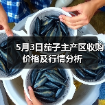 5月3日茄子主产区收购价格及行情分析(图1) 5月3日茄子主产区收购价格及行情分析(图1)