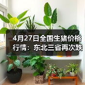 4月27日全国生猪价格行情:东北三省再次跌破1...(图4) 4月27日全国生猪价格行情:东北三省再次跌破1...(图4)