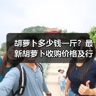 胡萝卜多少钱一斤?最新胡萝卜收购价格及行情(图4) 胡萝卜多少钱一斤?最新胡萝卜收购价格及行情(图4)
