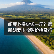 胡萝卜多少钱一斤?最新胡萝卜收购价格及行情(图3) 胡萝卜多少钱一斤?最新胡萝卜收购价格及行情(图3)