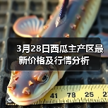 3月28日西瓜主产区最新价格及行情分析(图4) 3月28日西瓜主产区最新价格及行情分析(图4)