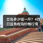 豆角多少钱一斤?4月9日豆角收购价格行情(图2) 豆角多少钱一斤?4月9日豆角收购价格行情(图2)