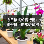 今日樱桃价格行情:大棚樱桃上市却遭价格大“...(图1) 今日樱桃价格行情:大棚樱桃上市却遭价格大“...(图1)