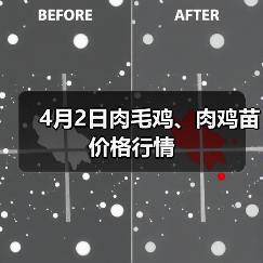 4月2日肉毛鸡、肉鸡苗价格行情（图4）