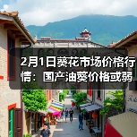 2月1日葵花市场价格行情：国产油葵价格或弱势...（图3）
