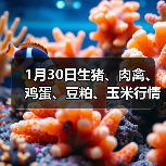 1月30日生猪、肉禽、鸡蛋、豆粕、玉米行情日...(图2) 1月30日生猪、肉禽、鸡蛋、豆粕、玉米行情日...(图2)