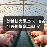 沙糖桔大量上市,临近年关价格会上涨吗?(图2) 沙糖桔大量上市,临近年关价格会上涨吗?(图2)