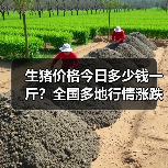 生猪价格今日多少钱一斤？全国多地行情涨跌分析