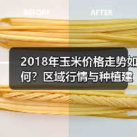 2018年玉米价格走势如何？区域行情与种植建议