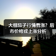 大棚茄子行情看涨？后市价格或上涨分析（图4）