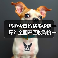 脐橙今日价格多少钱一斤？全国产区收购价一览