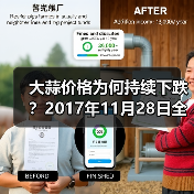 大蒜价格为何持续下跌？2017年11月28日全国行情解析（图3）