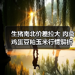 生猪南北价差拉大 肉禽鸡蛋豆粕玉米行情解析(图3) 生猪南北价差拉大 肉禽鸡蛋豆粕玉米行情解析(图3)
