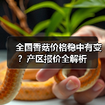 全国香菇价格稳中有变?产区报价全解析(图4) 全国香菇价格稳中有变?产区报价全解析(图4)