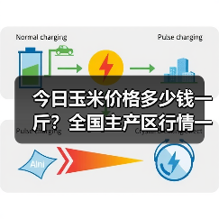 今日玉米价格多少钱一斤？全国主产区行情一览（图1）