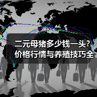 二元母猪多少钱一头?价格行情与养殖技巧全解析(图3) 二元母猪多少钱一头?价格行情与养殖技巧全解析(图3)