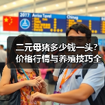 二元母猪多少钱一头?价格行情与养殖技巧全解析(图1) 二元母猪多少钱一头?价格行情与养殖技巧全解析(图1)