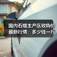 国内石榴主产区收购价最新行情：多少钱一斤？（图3）