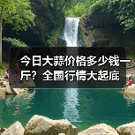 今日大蒜价格多少钱一斤?全国行情大起底(图3) 今日大蒜价格多少钱一斤?全国行情大起底(图3)