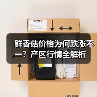 鲜香菇价格为何跌涨不一?产区行情全解析(图3) 鲜香菇价格为何跌涨不一?产区行情全解析(图3)