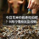 今日玉米价格走势如何?9月行情预测及收购动态(图4) 今日玉米价格走势如何?9月行情预测及收购动态(图4)