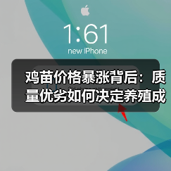 鸡苗价格暴涨背后:质量优劣如何决定养殖成败?(图4) 鸡苗价格暴涨背后:质量优劣如何决定养殖成败?(图4)