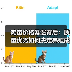 鸡苗价格暴涨背后:质量优劣如何决定养殖成败?(图1) 鸡苗价格暴涨背后:质量优劣如何决定养殖成败?(图1)