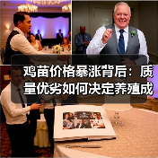 鸡苗价格暴涨背后:质量优劣如何决定养殖成败?(图2) 鸡苗价格暴涨背后:质量优劣如何决定养殖成败?(图2)