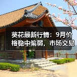 葵花最新行情：9月价格稳中偏弱，市场交易清淡（图1）