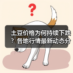 土豆价格为何持续下跌?各地行情最新动态分析(图4) 土豆价格为何持续下跌?各地行情最新动态分析(图4)