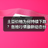 土豆价格为何持续下跌?各地行情最新动态分析(图2) 土豆价格为何持续下跌?各地行情最新动态分析(图2)
