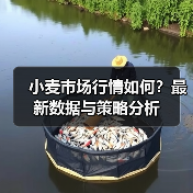小麦市场行情如何?最新数据与策略分析(图1) 小麦市场行情如何?最新数据与策略分析(图1)
