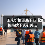 玉米价格震荡下行 收购价持续下调引关注(图3) 玉米价格震荡下行 收购价持续下调引关注(图3)