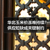 华北玉米价涨难持续?供应短缺成关键制约(图2) 华北玉米价涨难持续?供应短缺成关键制约(图2)