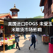 美国进口DDGS 未受玉米期货市场影响(图1) 美国进口DDGS 未受玉米期货市场影响(图1)